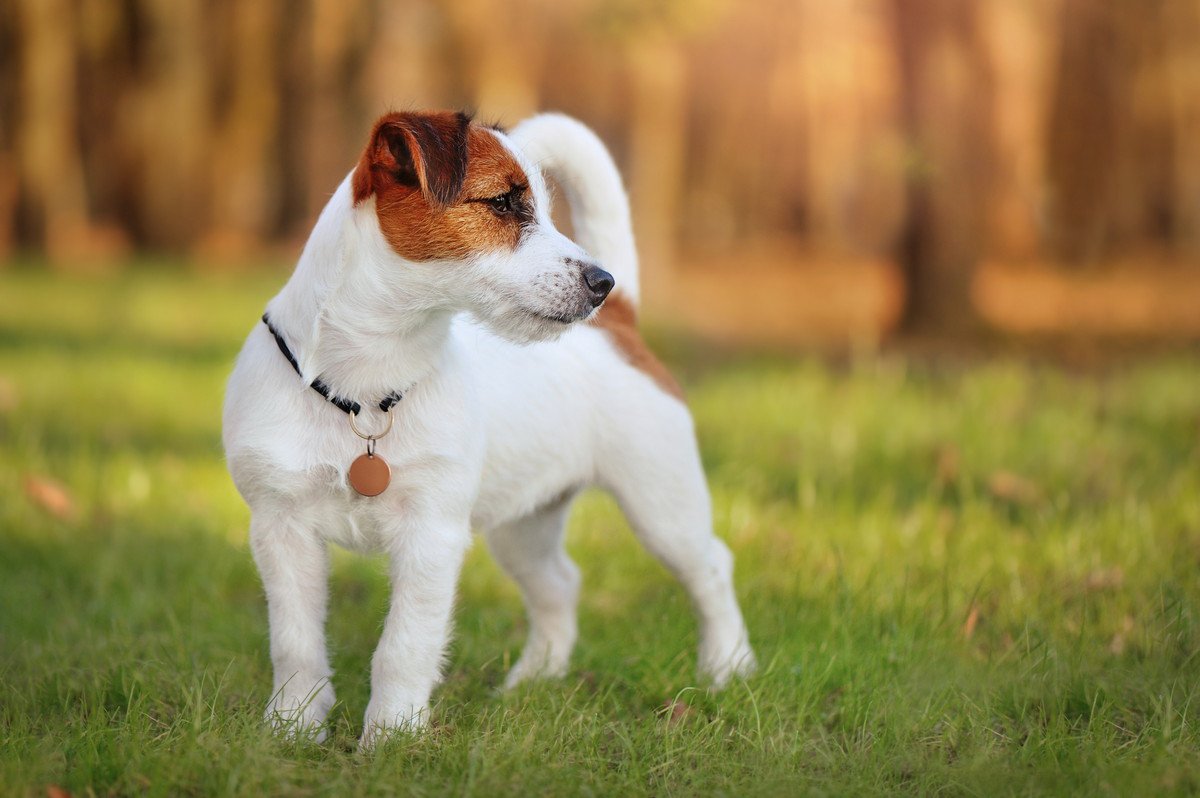 犬の『帰巣本能』について調べてみた！小説になるほどの多数の事例が存在