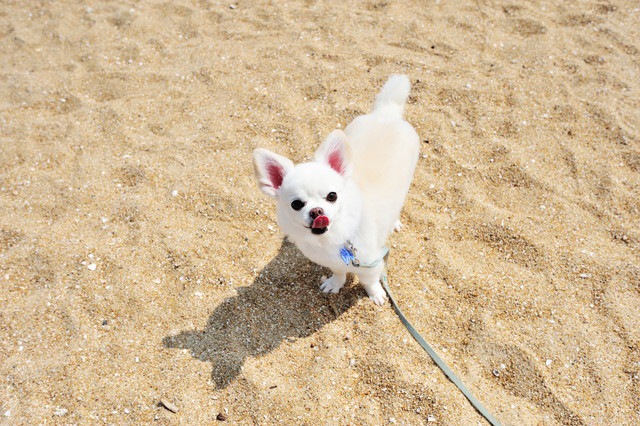 もうすぐ夏！愛犬のために気をつけるべき３つのこと