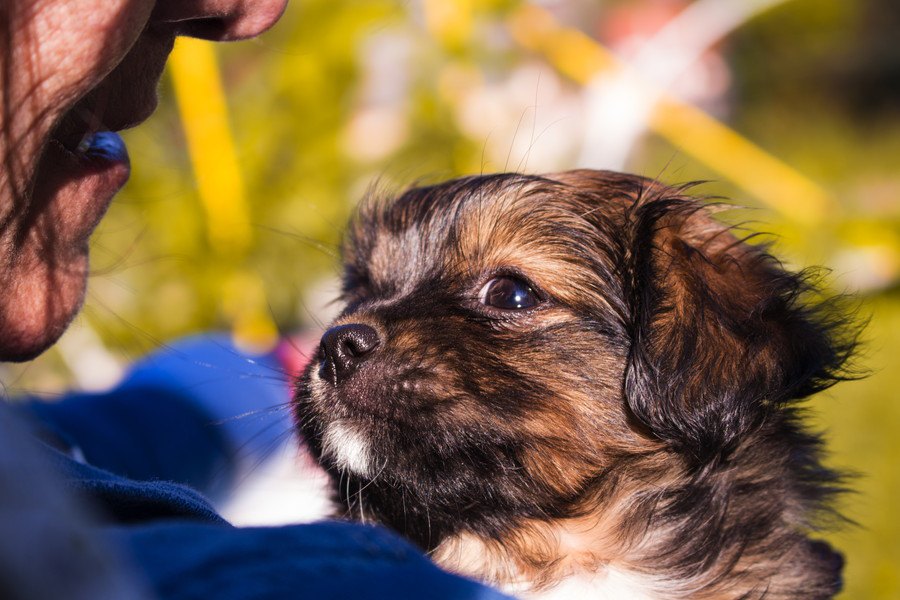 犬と目を合わせないほうがいいタイミング３つ