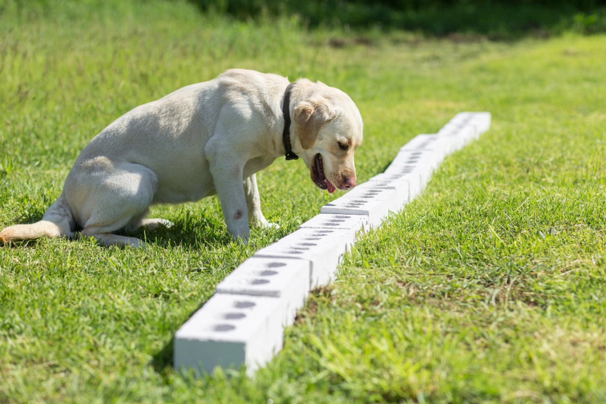 群馬県がガン探知犬育成プロジェクトに資金導入を発表