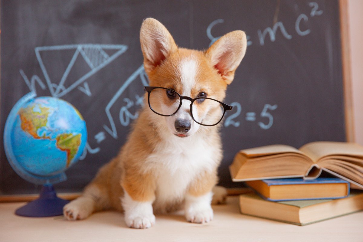 目指せ犬博士！犬にまつわる『雑学と知識』7つのクイズ