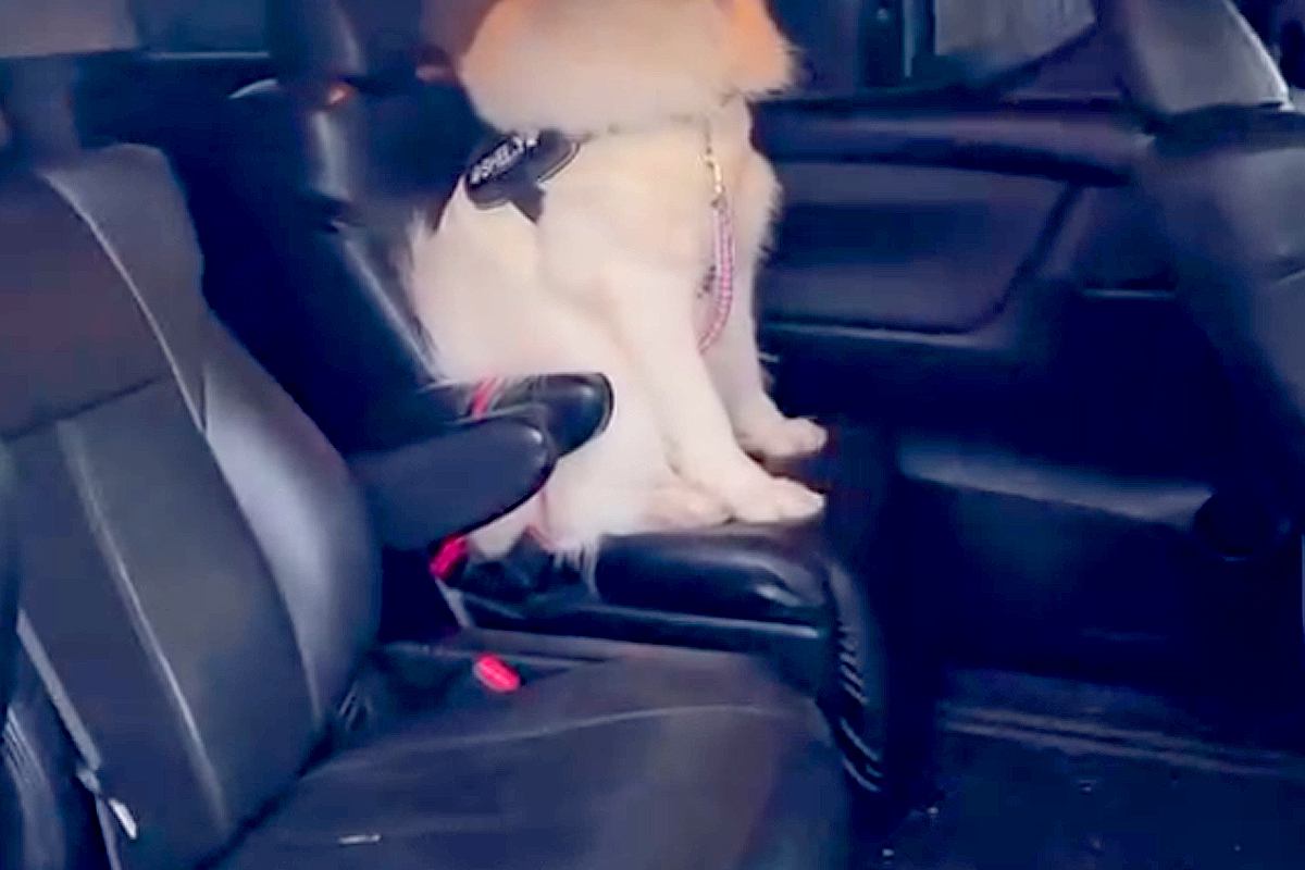 『絶対に車から降りない』とワガママを言う大型犬→おやつで釣ってみた結果…強い意志を感じる『表情』が378万再生「爆笑」「ツラ構えが違う」