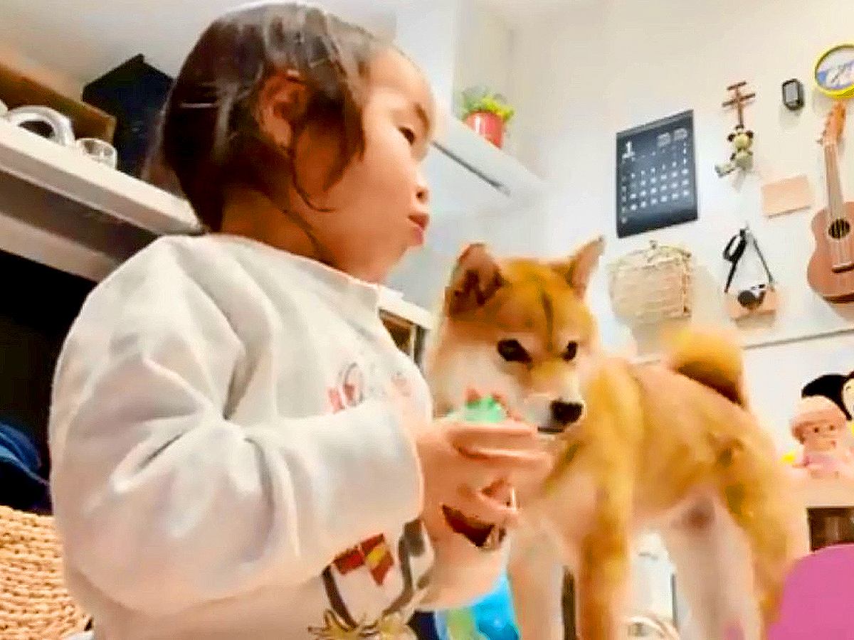 生まれた時から犬と一緒の2歳の女の子に『愛犬はワンワン？』と聞いたら…『まさかの回答』が泣けてくると10万再生「ステキな主張」「涙が…」