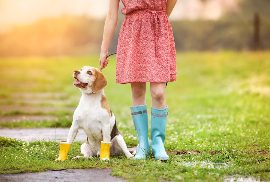 雨の日も犬の散歩は必要？