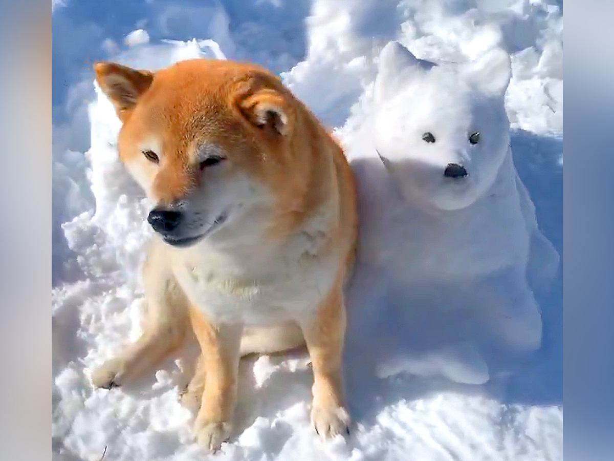 『犬の雪だるま』を作ってみた→隣に本物の犬が並ぶと…まるで『新しいお友達ができたような光景』に3万いいね「力作！」「可愛すぎる」と絶賛