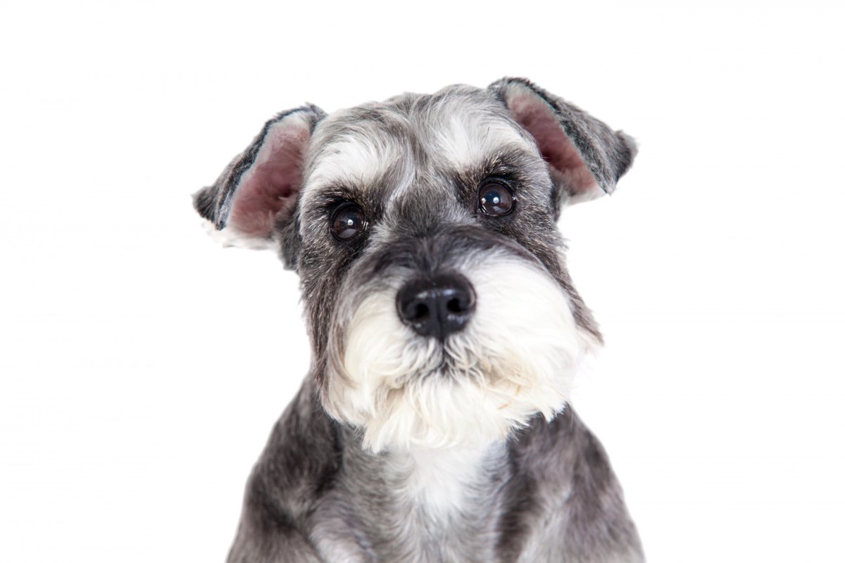 『癌になりやすい』犬種５選　発症する可能性が高い犬の特徴や早期発見する方法まで