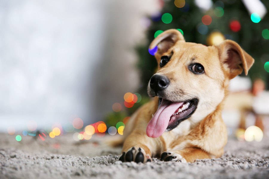 科学的に作られた犬のためのクリスマスソング