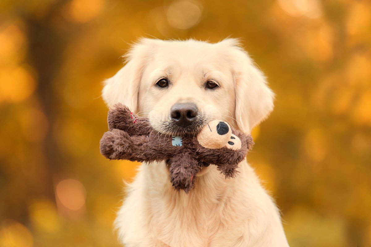 愛犬との遊びをサボると起こる3つの悪影響　心身へのリスクや触れ合いに必要な時間まで解説