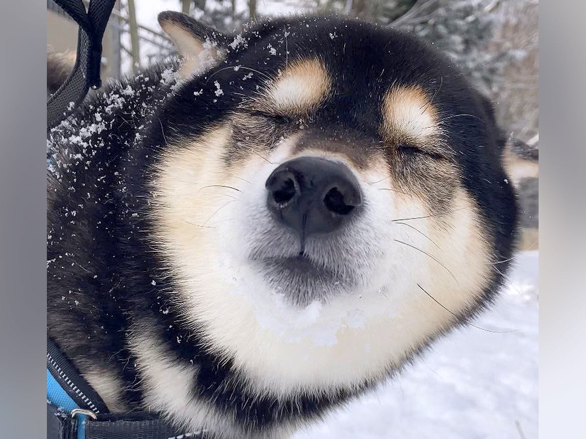 雪の日『散歩中に犬の可愛い写真を撮ろうとした』結果…思っていたのと違う『まさかの表情』が218万表示「完全にキス待ちｗ」「ロマンチック」