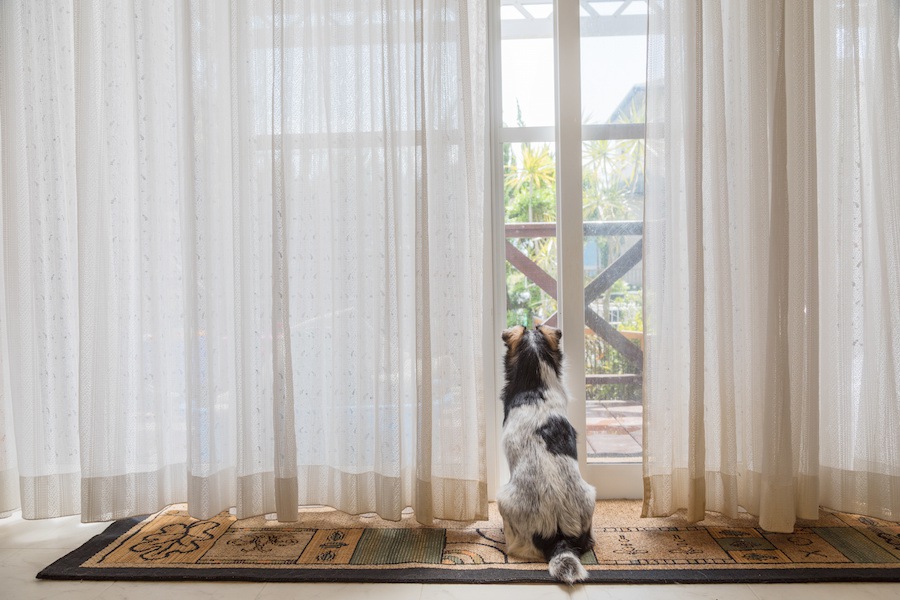 犬がカーテンを破ってしまう！主な原因とやりたい対策