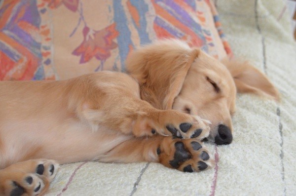 犬のヘルニアの症状と位置の関係。治療と対策