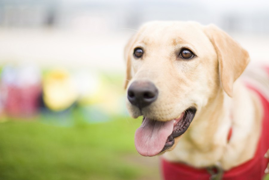 犬は糖尿病の人を見分けることができる？