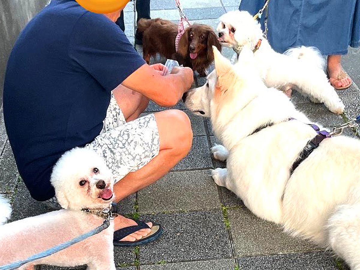 『小型犬好きなご近所さん』に大型犬がした行動…まさかの『小さいフリをする姿』が38万表示「一生懸命」「小さく見せてるの可愛すぎｗ」