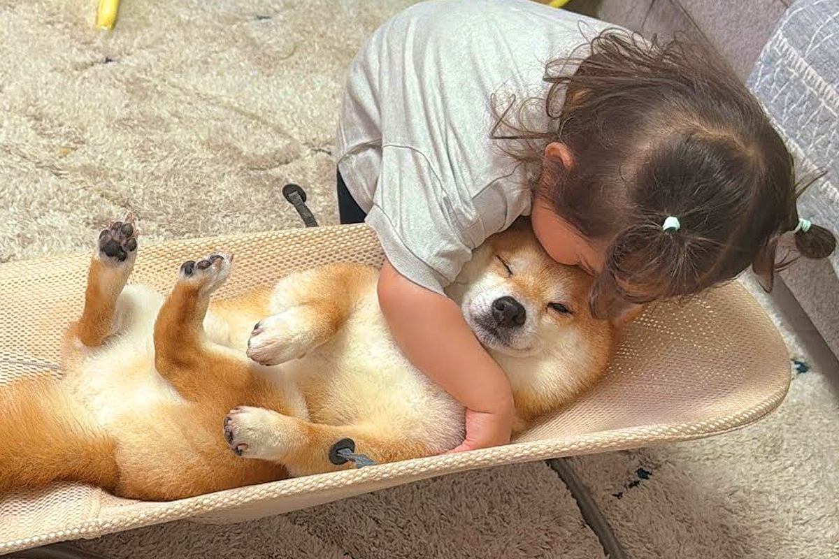 2歳の女の子が『バウンサーに乗った犬』を見た結果→まるで『赤ちゃん』のように…家族愛に溢れた光景が24万再生「素敵すぎる」「幸せ感じる」