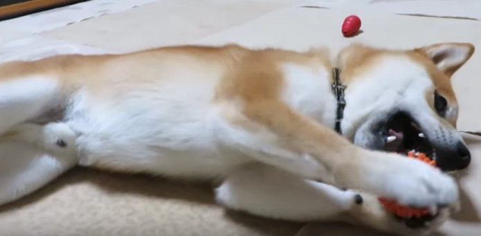 まるで○○？！ボール遊びが得意な柴犬ちゃんが可愛すぎる♡