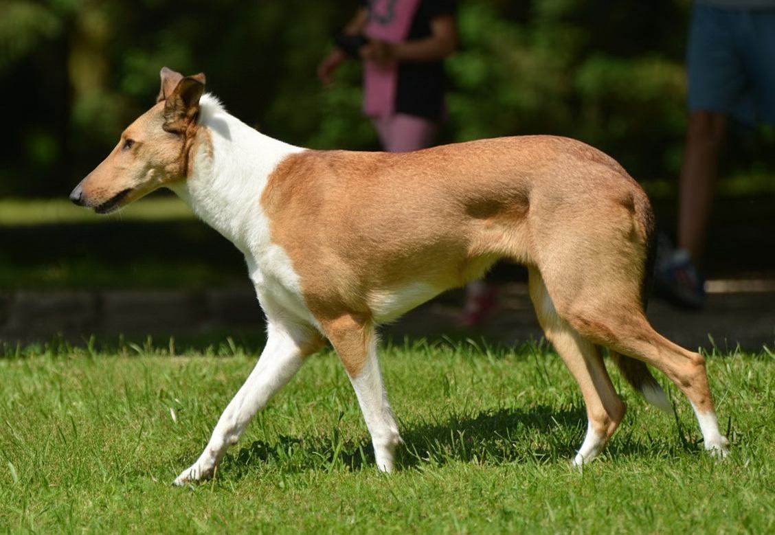 【獣医師監修】スムース・コリーってどんな犬種？特徴と性格や飼い方・価格相場まで解説