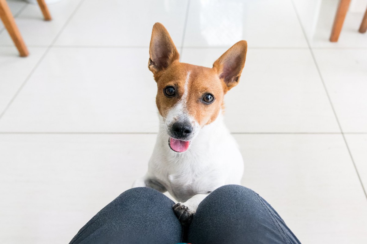 犬が『抱っこしてほしいな』と飼い主におねだりしている時の仕草や行動5選