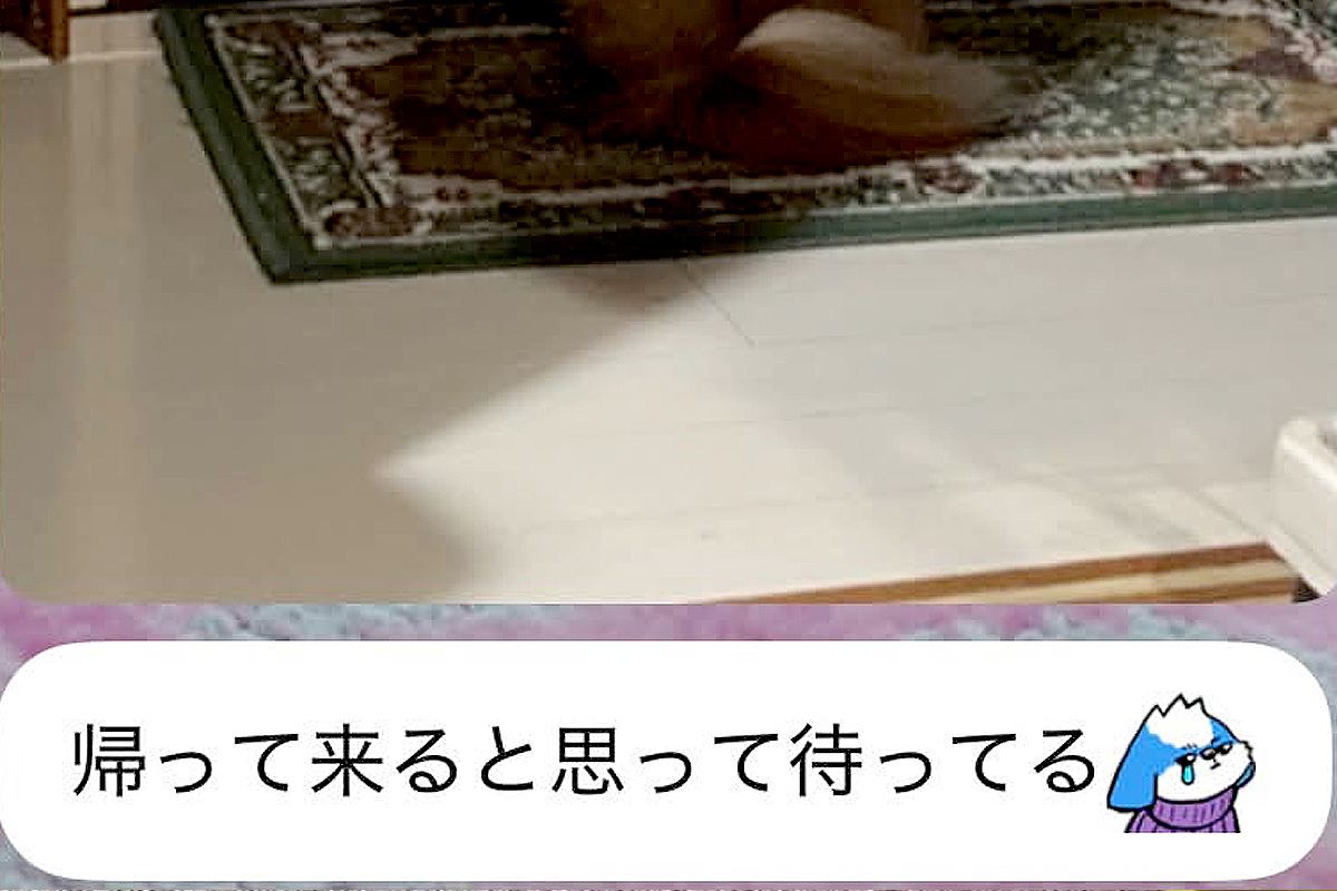 親からLINEで『実家の犬の写真』が送られてきたので確認→なぜか玄関で…『今すぐに会いたくなる光景』に反響「哀愁すごい」「なんて健気」