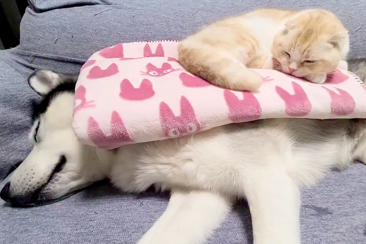ハスキー犬の上で寝ている猫→犬が『特大のオナラ』をした結果…芸人顔負けな『コントのような光景』に8万いいね「笑ったｗ」「ループで見てる」