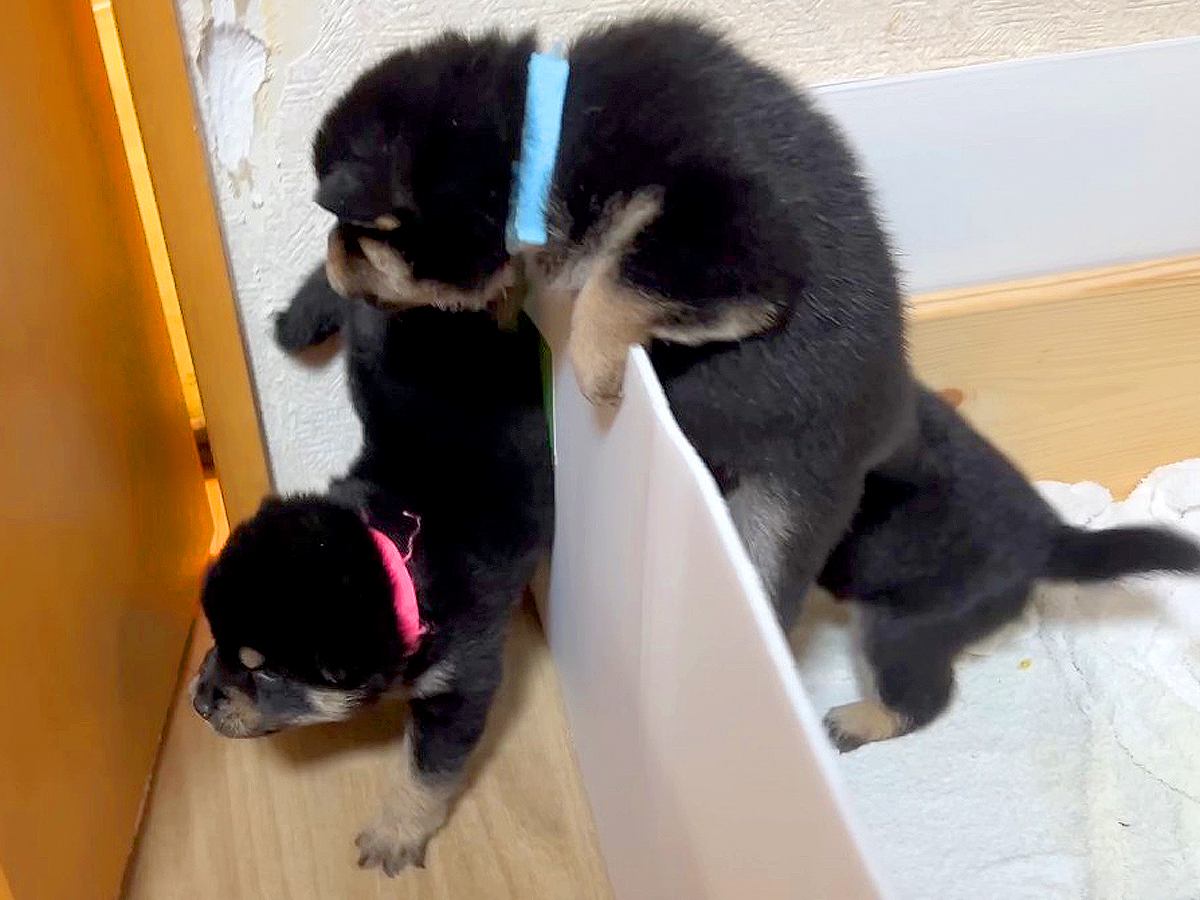 よちよち歩きの赤ちゃん犬たち→外の世界に興味津々で…みんなで大脱走を試みる光景が11万再生「元気な脱走兵たちｗ」「可愛いの大渋滞」と悶絶