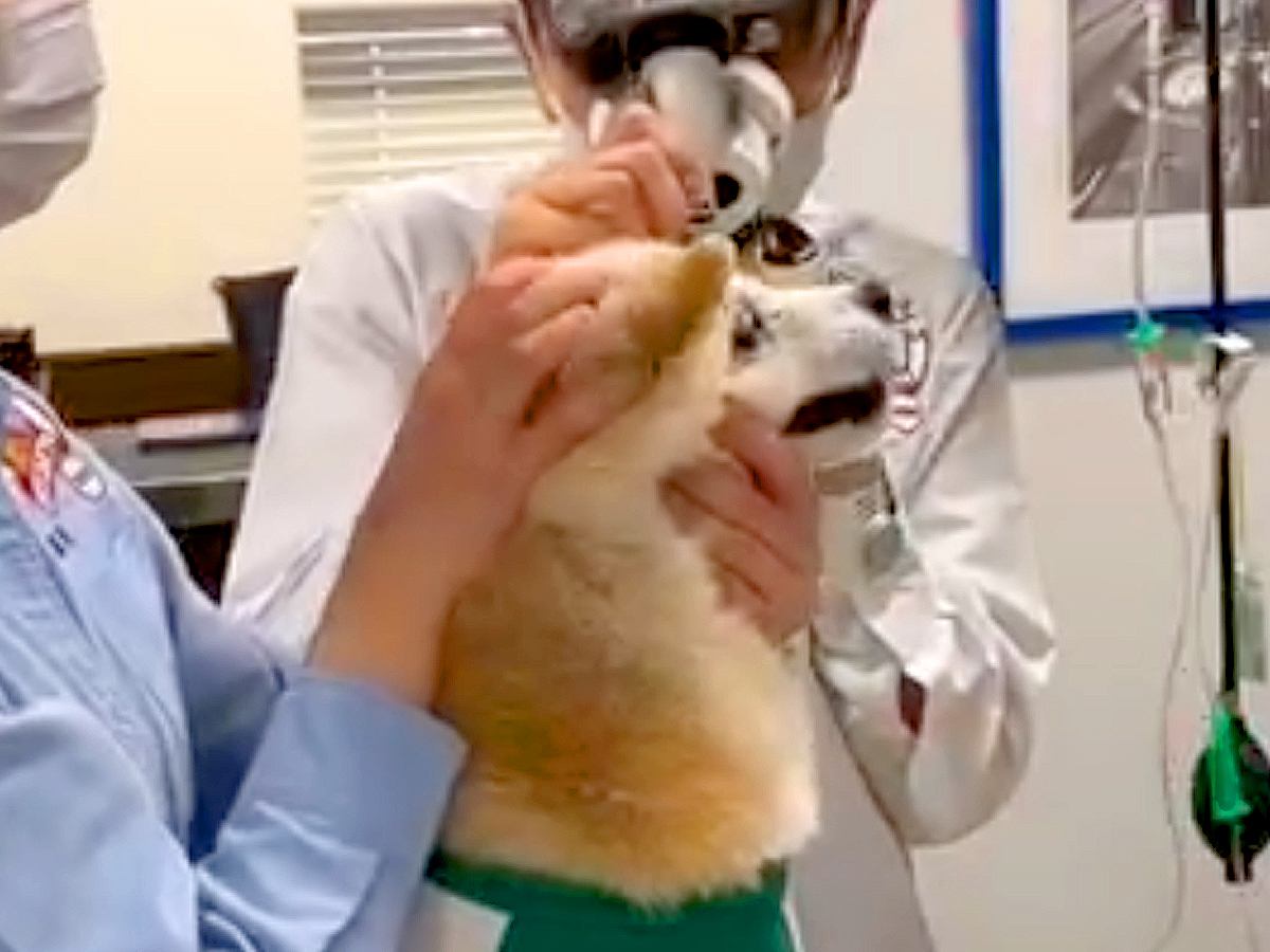 病院に耳掃除をしにきた老犬→声かけしながら処置したら…「言葉分かってるみたい」「今にも喋りそう」文句を言う光景が可愛すぎると167万再生
