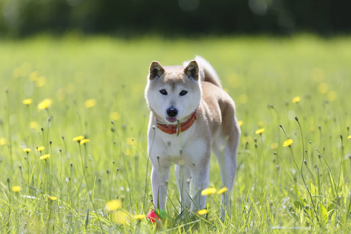 犬の『カーミングシグナル』って何？行動や気持ちを徹底解説！