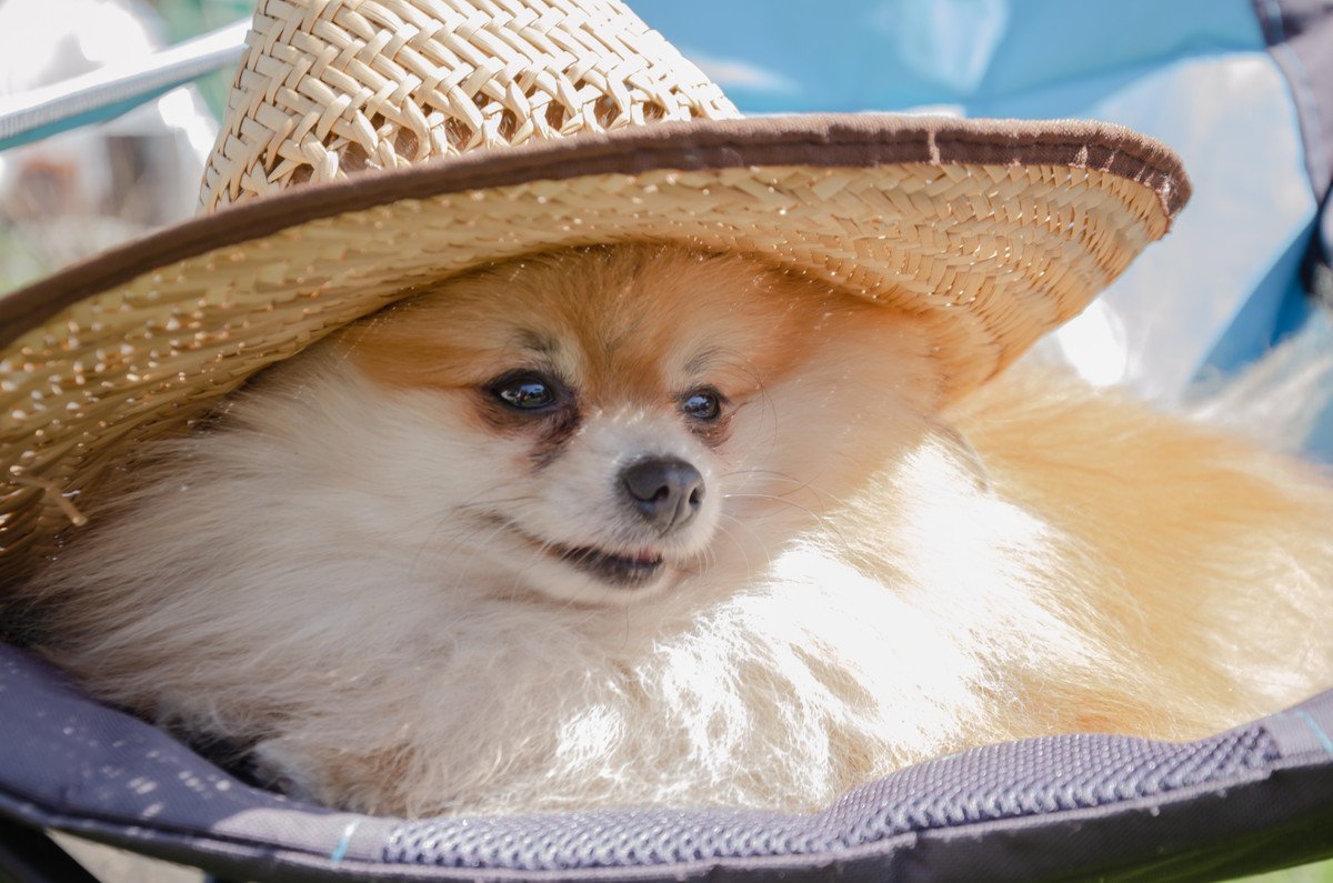 犬に『帽子』は必要？メリット・デメリットと夏場の上手な活用方法を解説