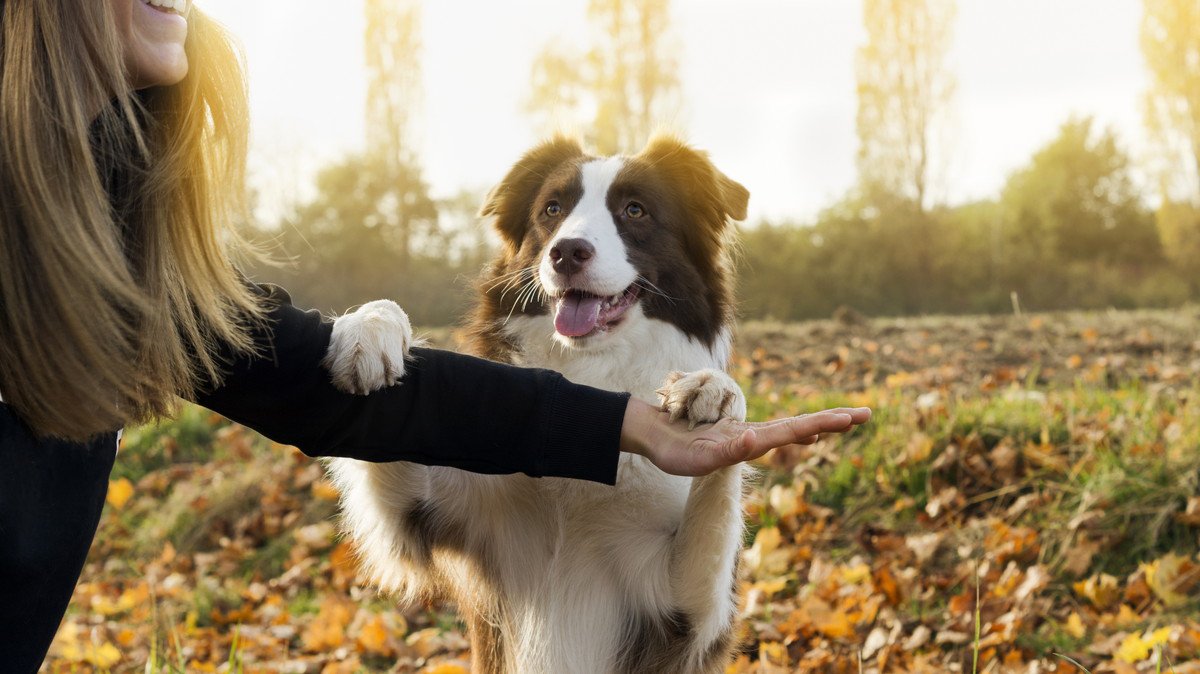 犬はしつけを忘れることがある？3つの原因と思い出してもらうための方法