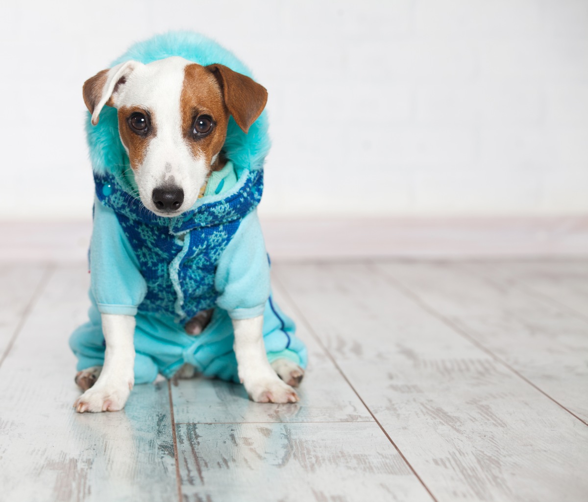 やってしまいがちな間違った犬の寒さ対策