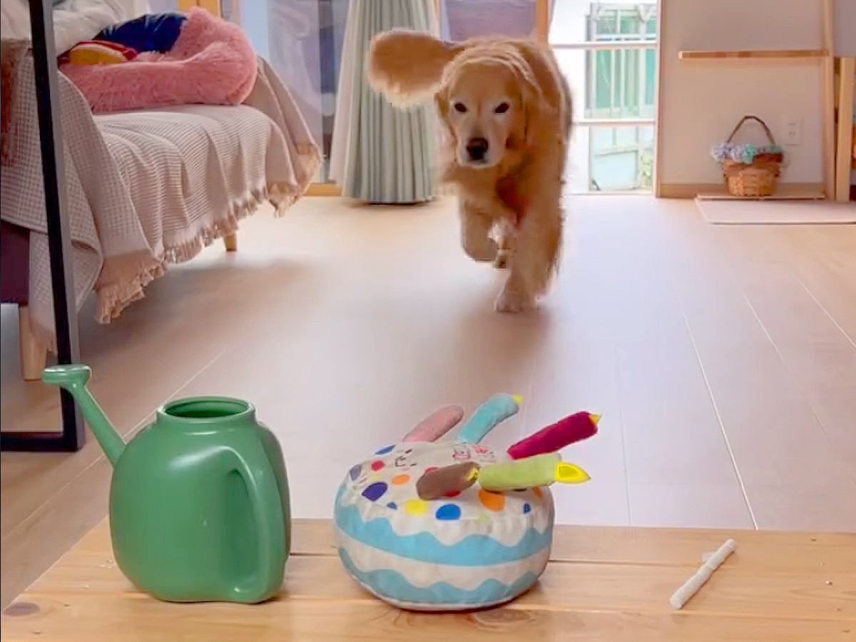 『じょうろ持ってきて』と大型犬にお願い→目の前におやつがあったらどうするか？検証したら…まさかの光景に「びっくり」「全部理解してる」の声