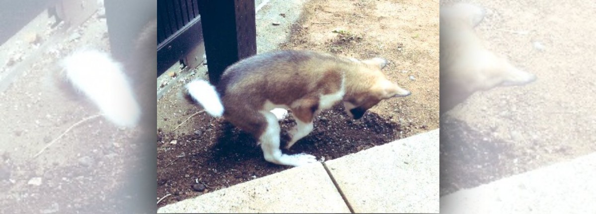 飼い主さんにより整形された庭、無事わんこに掘り返される