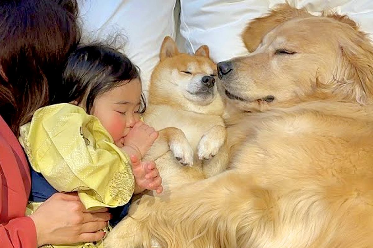 『ねんねするよ』2匹の犬と1歳の女の子が一緒に転がった結果→『あまりにも尊い光景』が22万再生「なんて幸せな家族…」「癒される」と絶賛