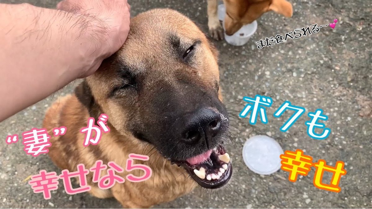 野良犬に学ぶ『男らしさ』とは！？奥さん思いな行動に感動♡