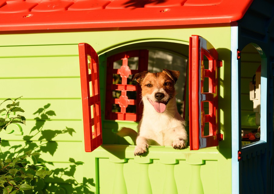 犬が「ハウス嫌い」になる原因とその解決法