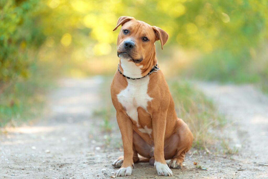 【獣医師監修】アメリカン・スタッフォードシャー・テリア｜犬種の特徴と性格、飼い方や価格相場まで解説