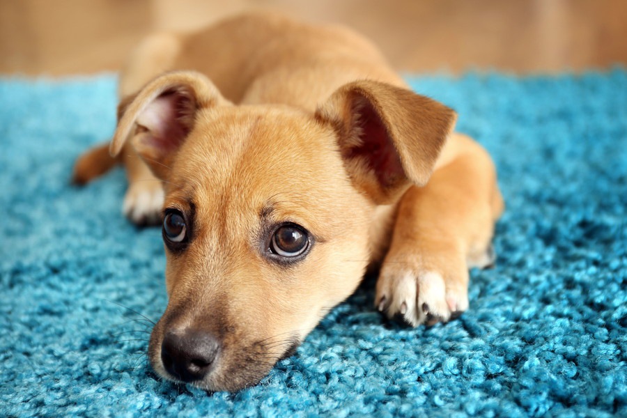 室内犬にとっての「危険な部屋」と「安全な部屋」の違い