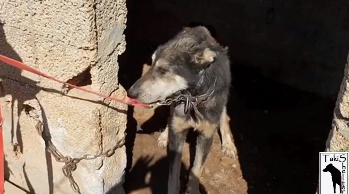 その犬は何年間も鎖につながれ、飢えや感染症に耐え孤独に生きてきた