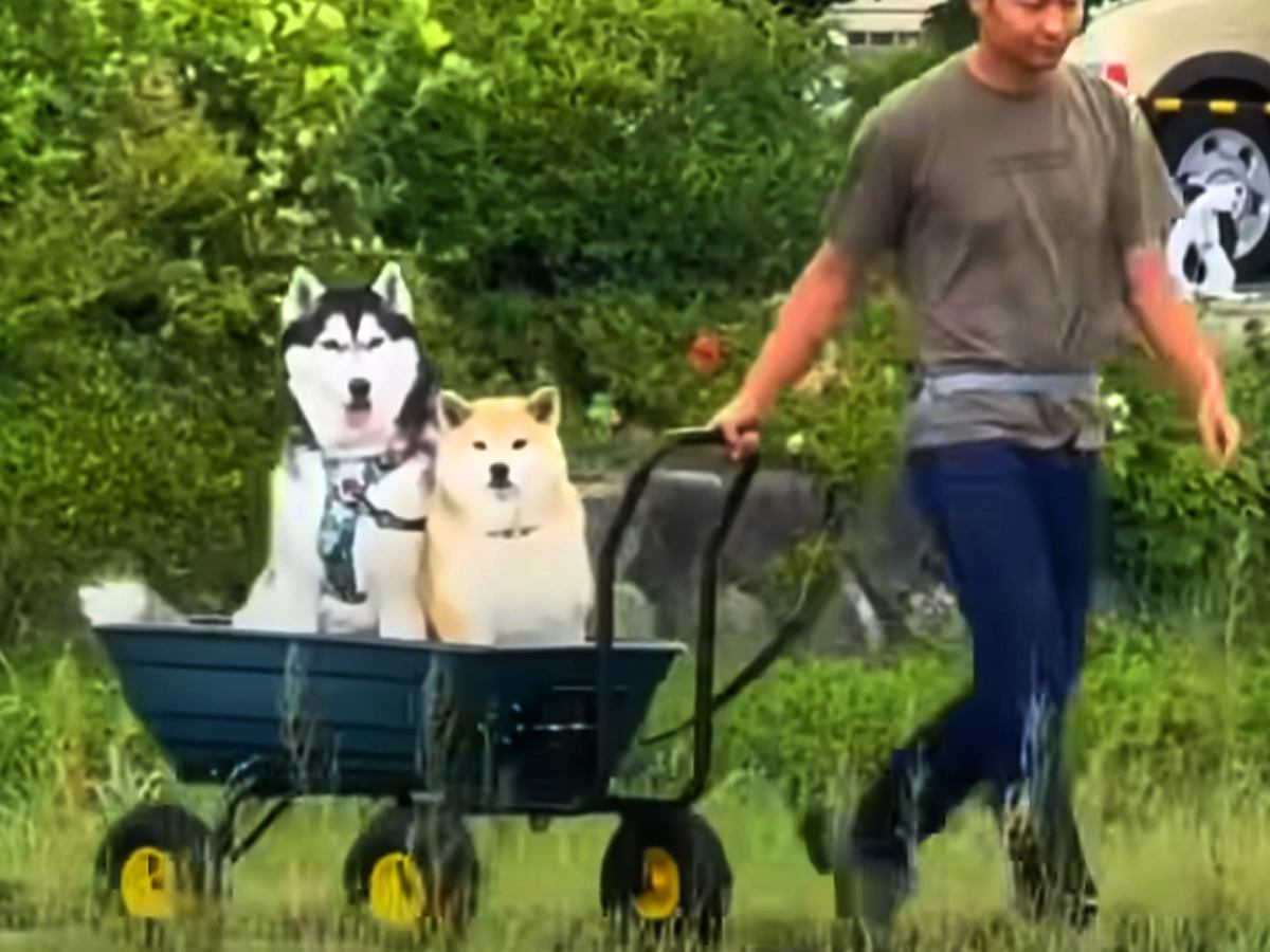 ホームセンターで大きなカートを購入→２匹の犬が『乗りたい』と大興奮して…斬新すぎる『お散歩スタイル』が35万再生「遭遇したいｗ」と絶賛