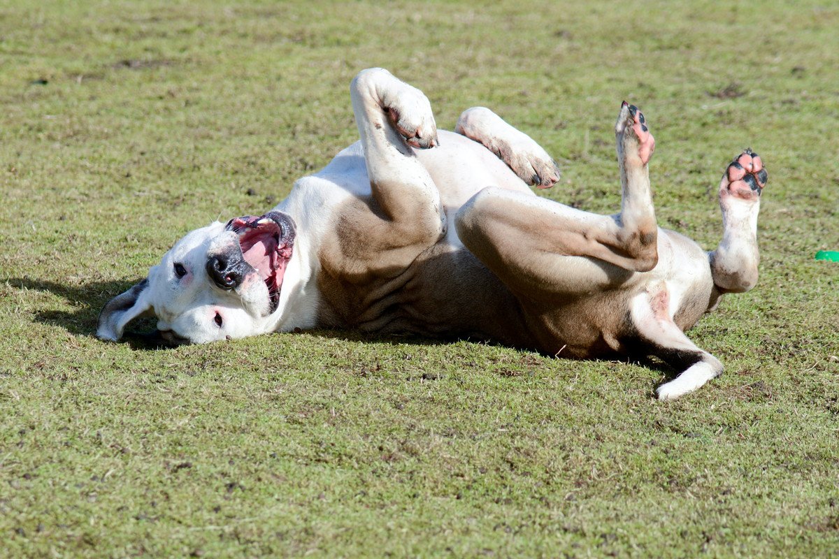 犬が地面でゴロゴロ転がる心理4つ！体をこすりつけているのにはどんな意味があるの？