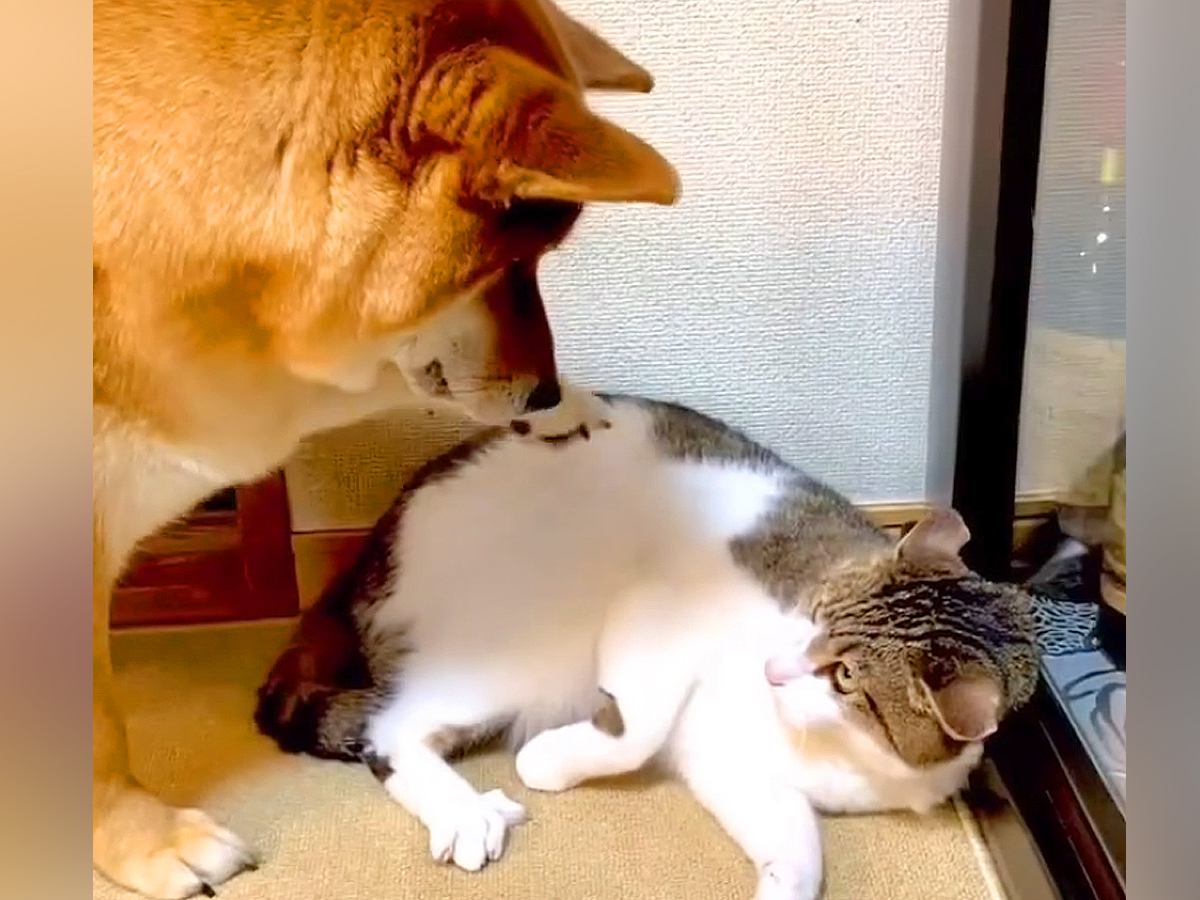 猫に『お気に入りのおもちゃ』を奪われた犬が…小さな子供のような『文句が止まらない光景』が110万再生「微笑ましい」「兄弟喧嘩」と絶賛