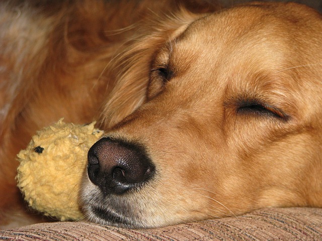 犬の避妊手術の重要性とさまざまな利点について