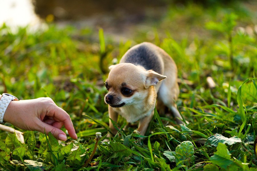 『人が大好きな犬』に育てる３つの方法