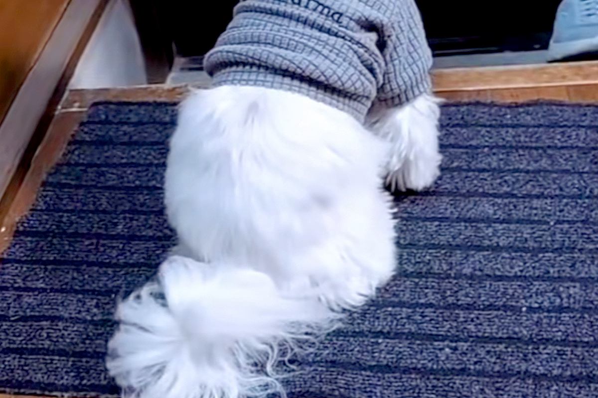 歯医者に行くため『おばあちゃんに犬を預けた』結果→様子が送られてきて…今すぐ帰りたくなる『玄関の光景』に感動「涙でる」「ほんと可愛い」