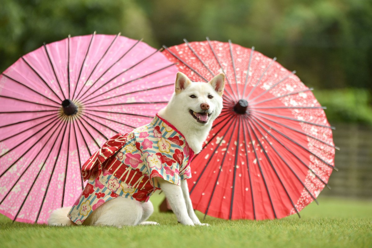 愛犬との『お正月の祝い方』5選！犬用おせちや楽しく過ごせる遊びなどを解説