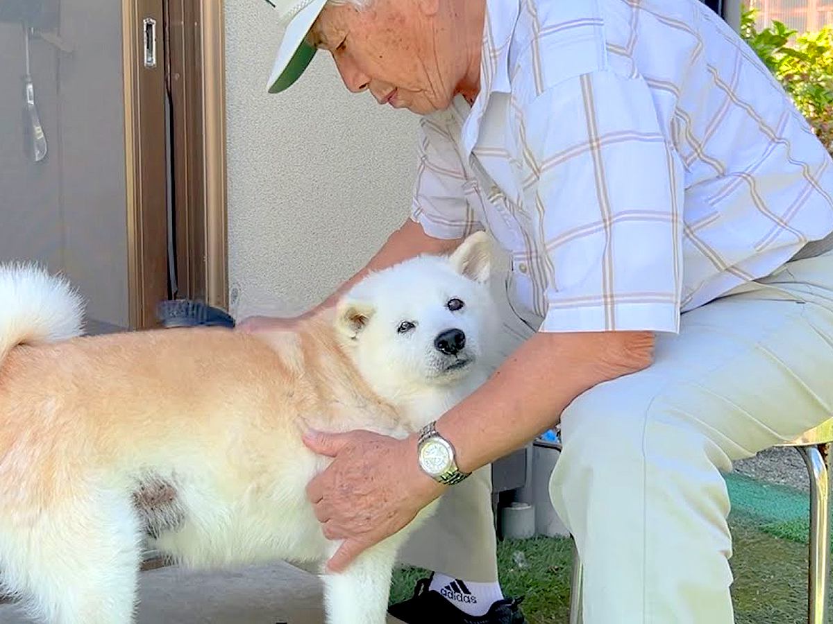 犬が『15年間おじいちゃんと一緒に居続けた』結果…老犬になっても変わらない『何よりも愛している姿』が話題に「最高の相棒」「涙が…」