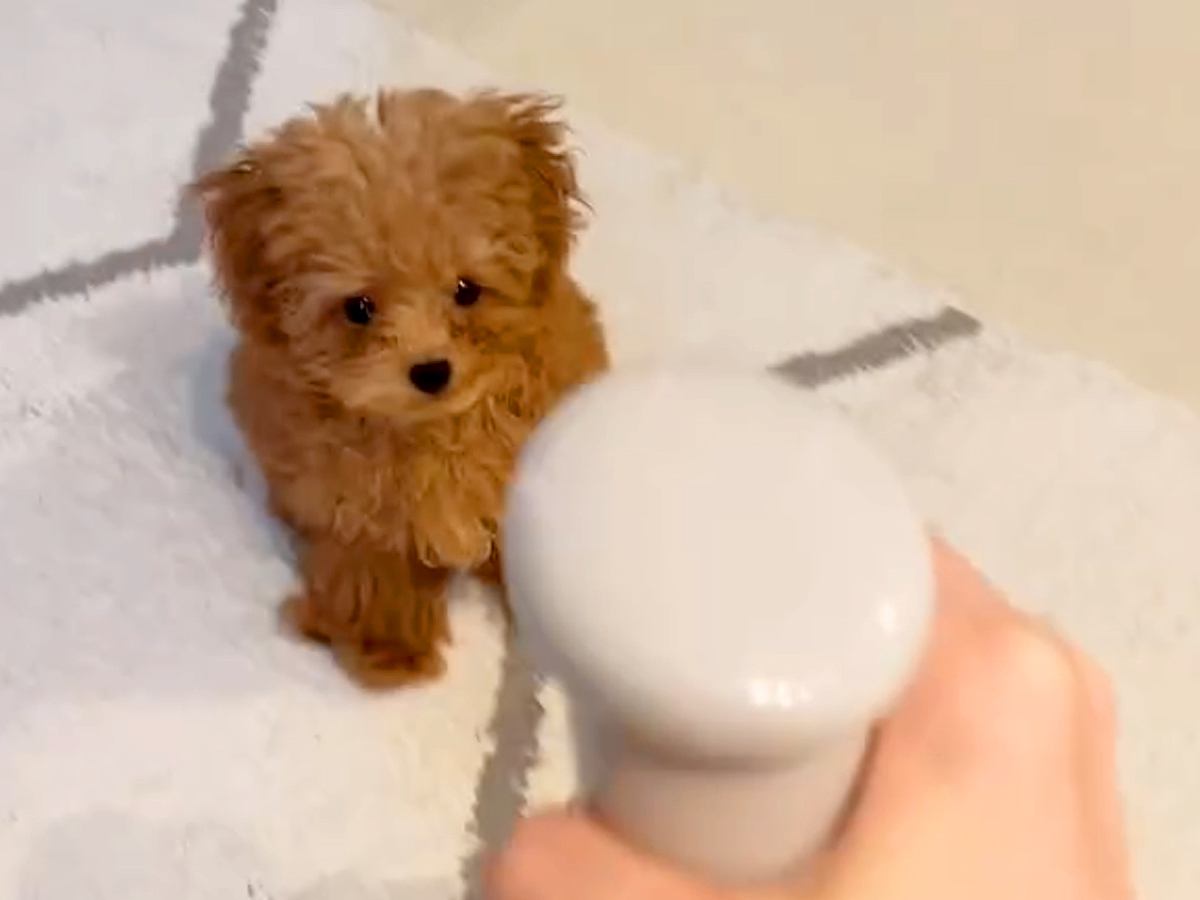 赤ちゃん犬が初めて『スプレーの水』をみた結果…想定外だった『可愛いが大渋滞している反応』に581万再生の反響「天使」「何回でも見れる」