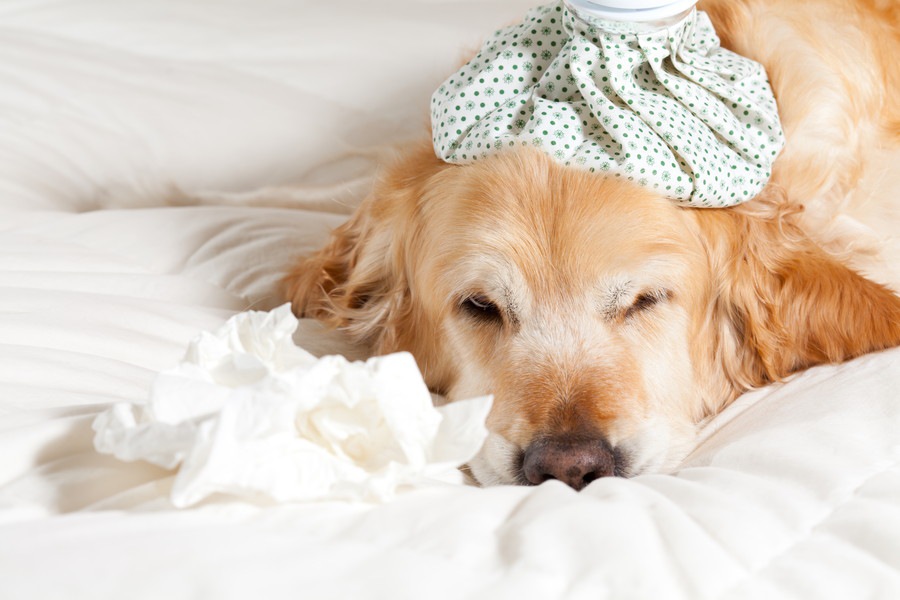 犬も雨に濡れたら風邪をひくの？