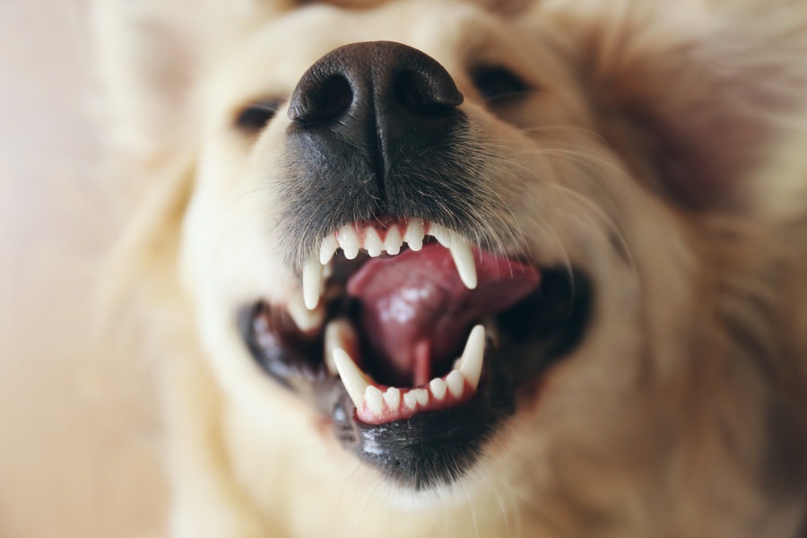 犬のデンタルケア　～動物愛護国イギリスわんこ事情～　