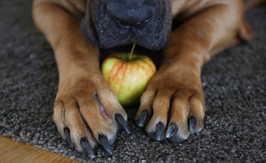 犬の爪が黒いのはなぜ？