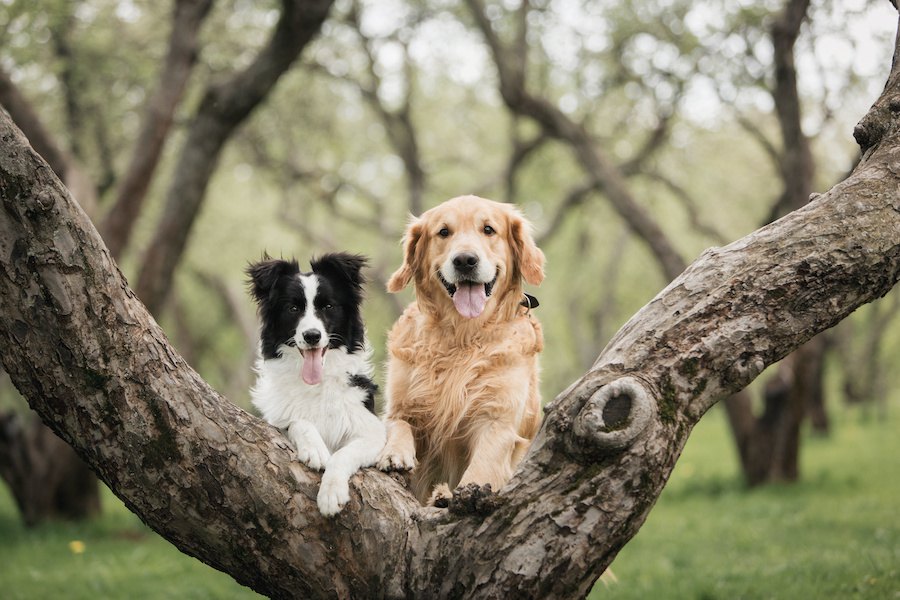 犬の飼い主が知っておくべき『４つのこと』